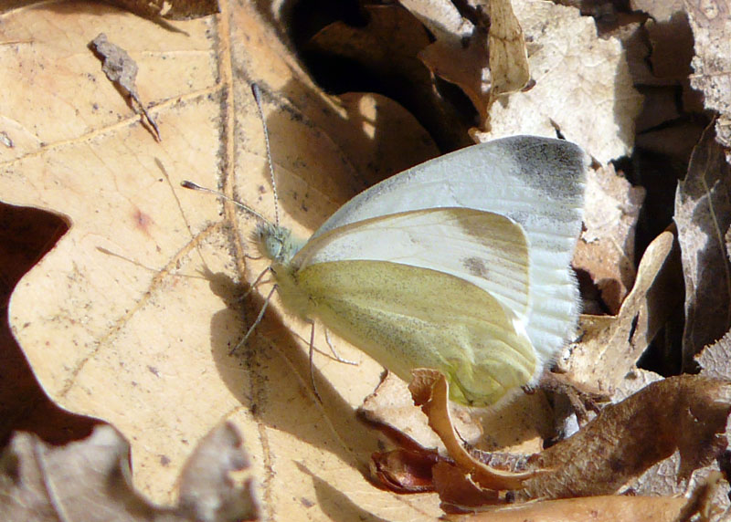 Pieris da identificare 2